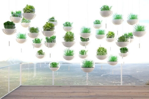 陽臺上懸浮的綠色植物(二) 陽臺上懸浮的綠色植物(二)