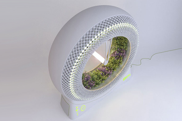Green Wheel 無土栽培種植（三）