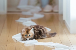 小貓黛西(二) 小貓黛西(二)