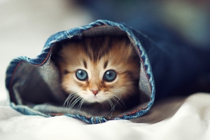 小貓黛西(三) 小貓黛西(三)