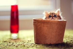 小貓黛西(五) 小貓黛西(五)