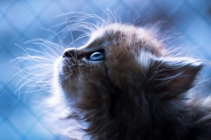 小貓黛西(十一) 小貓黛西(十一)