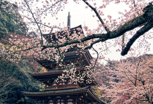 來自世界各地的櫻花勝景（二）