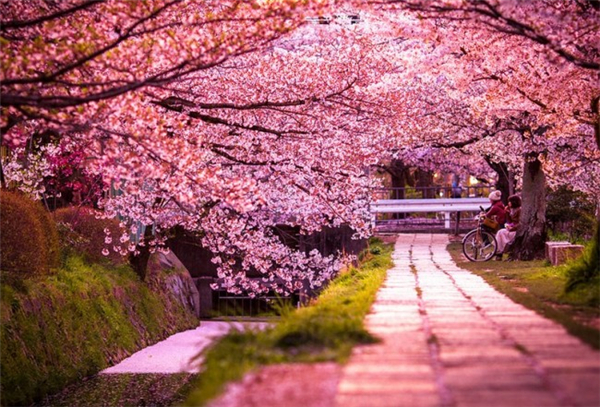 來自世界各地的櫻花勝景（四）