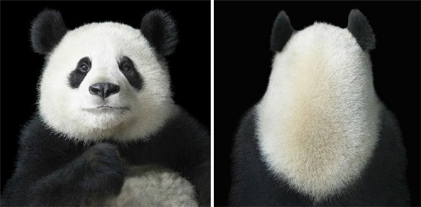 動物風情更甚于人(二) 動物風情更甚于人(二)