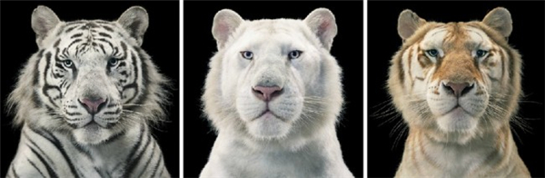 動物風情更甚于人(八) 動物風情更甚于人(八)