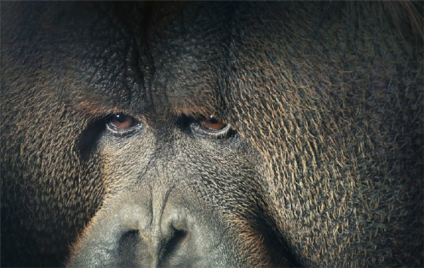 動物風情更甚于人(十五) 動物風情更甚于人(十五)