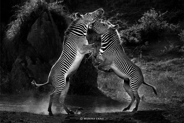 精彩的野生動物攝影(四) 精彩的野生動物攝影(四)