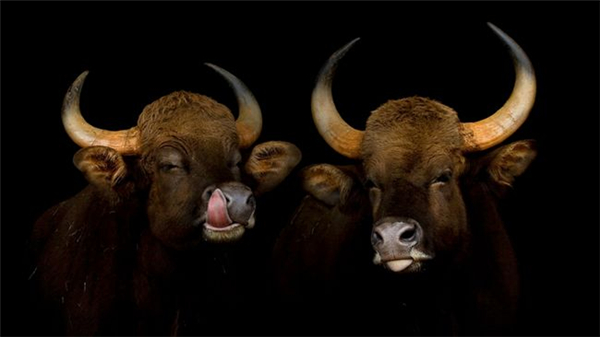 精彩的野生動物攝影(六) 精彩的野生動物攝影(六)
