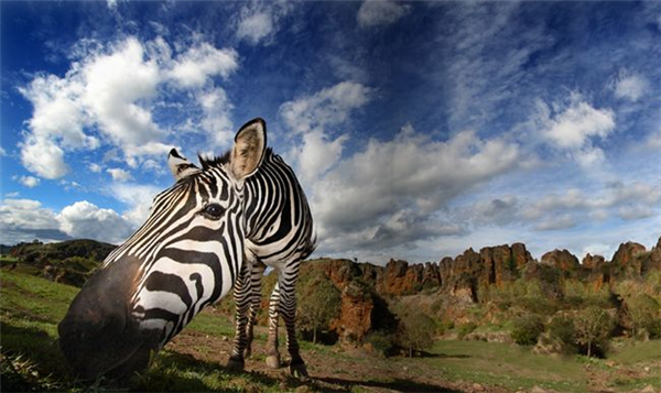 精彩的野生動物攝影(七) 精彩的野生動物攝影(七)