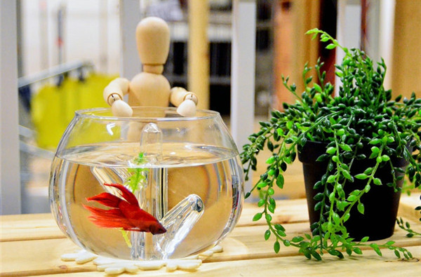 水晶珊瑚桌面魚缸（四）