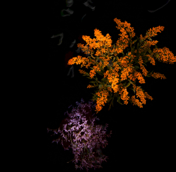 美膩的花瓣煙花