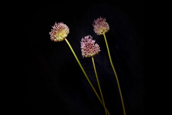 美膩的花瓣煙花（九）
